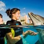 Atlantis Royal Swim & Dolphin Scuba Dive